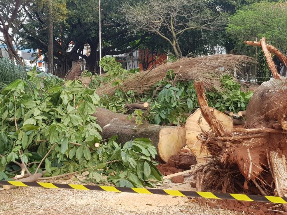 Árvores foram cortadas na raiz por equipes da prefeitura de Bauru  — Foto: Arquivo pessoal 