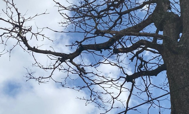 Moradores da Urca denunciam o risco de árvore cair em cima de pessoas no bairro