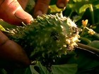 Produtores rurais investem no cultivo de quiabo e maxixe no Rio de Janeiro