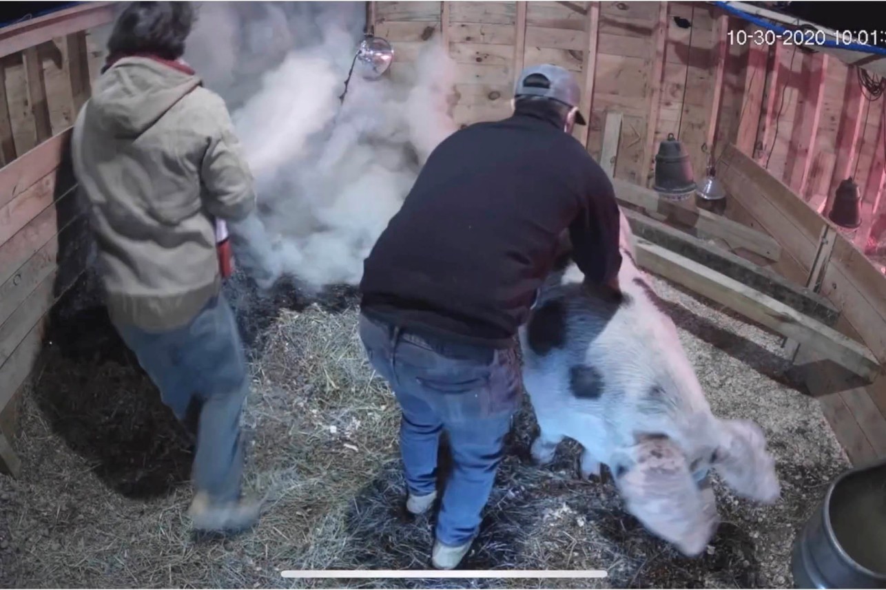 Contatados por Laura, o dono da fazenda e seu ajudante foram socorrer as porcas e controlar o fogo (Foto: Reprodução/YouTube)