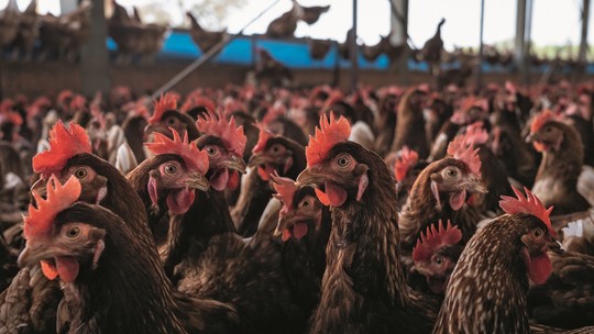 Argentina tem 20 casos confirmados de gripe aviária