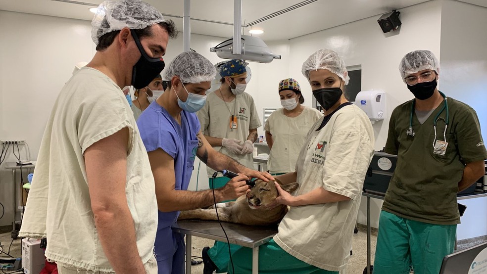 Cirurgia de catarata da onça-parda Kiara, em outubro de 2021 — Foto: HVU/Divulgação