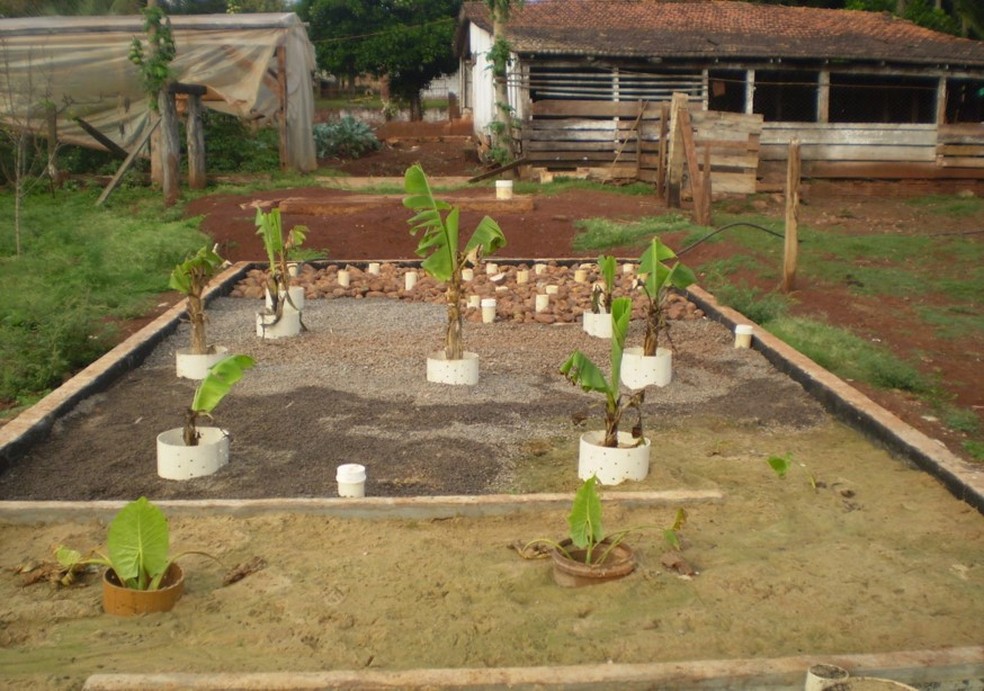 Sistema de tratamento de esgoto por zona de raízes projetado por Jonas dos Santos — Foto: Divulgação