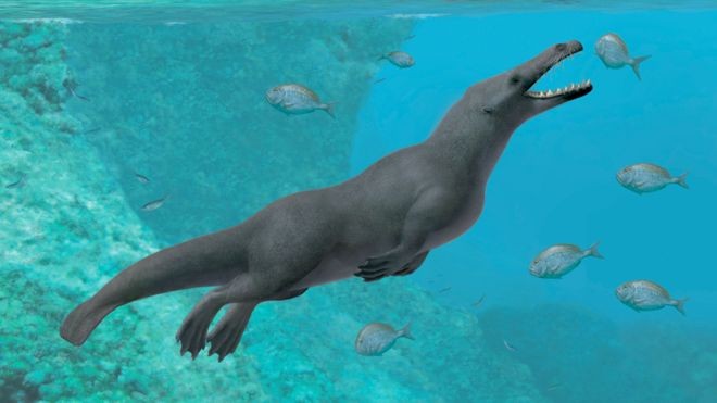 BBC: O fóssil encontrado no Peru é o único de uma baleia quadrúpede descoberta na América do Sul até o momento. (Foto: ALBERTO GENNARI)
