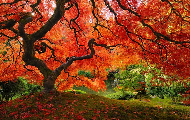 16 árvores mais lindas do mundo (Foto: reprodução)