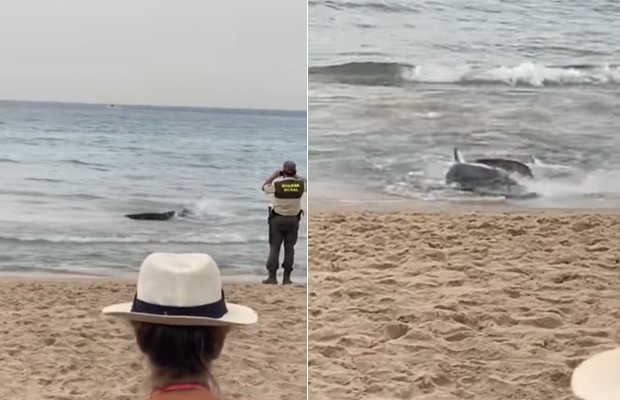 Tubarão de 2,5 metros espanta banhistas em praia na Espanha (Foto: reprodução/YouTube)
