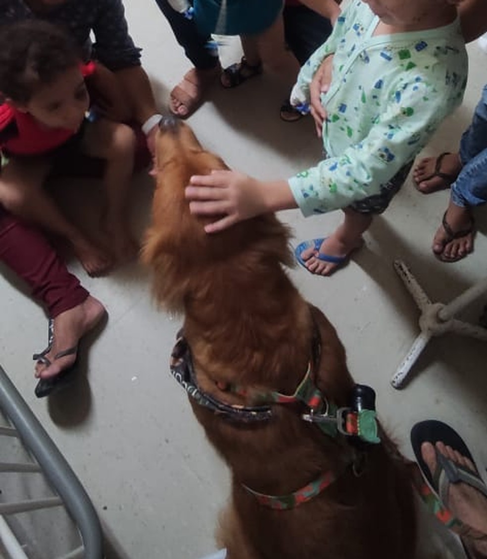 Uma vez por semana, os cães do Terapet realizam as visitas nas enfermarias pediátricas e adultas, com duração de uma hora a uma hora e meia. — Foto: Divulgação