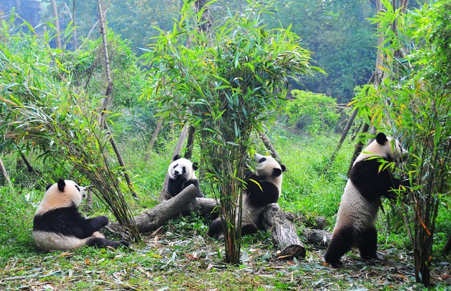 Pandas eating bamboo leaves, China. (Foto: Getty Images)