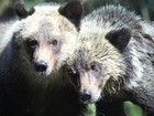 Filhotes órfãs de urso-pardo são apresentadas ao público nos EUA