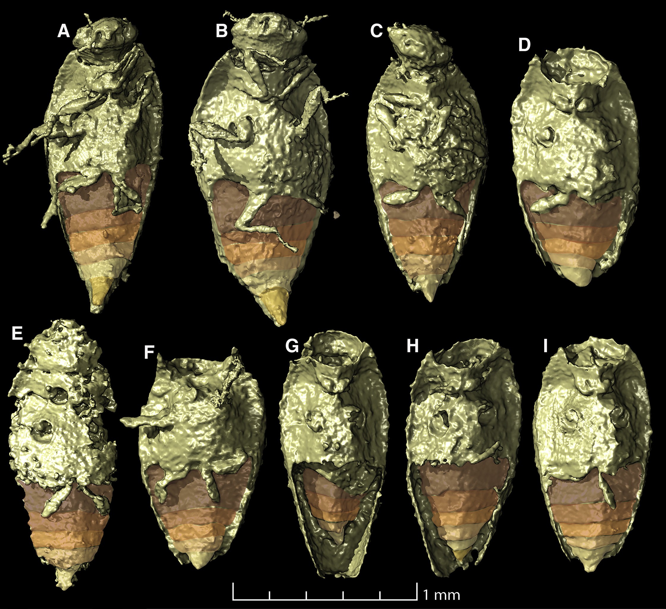Este inseto é o primeiro descrito a partir de um cocô fossilizado; entenda (Foto: Qvarnström et al/Current Biology)