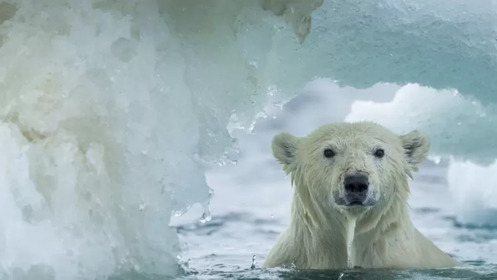 O derretimento da última área de gelo do Ártico poderá causar a destruição completa do seu ecossistema — Foto: Getty Images