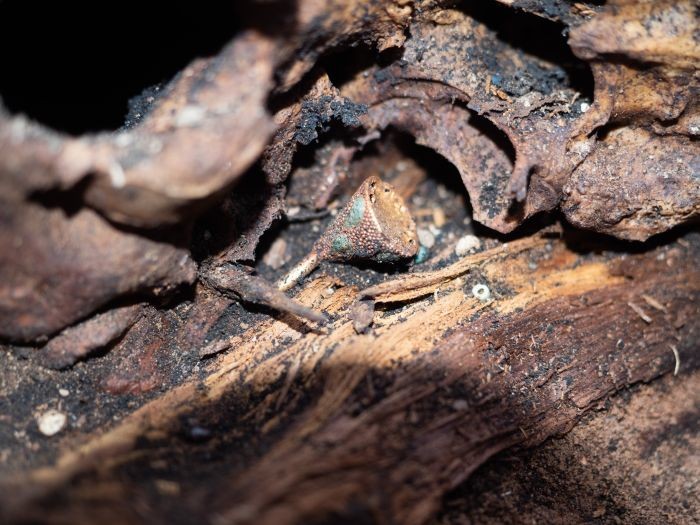 Esqueleto foi encontrado junto a ornamento peitoral de ouro e um espelho de bronze (Foto: Igor Pieńkos)