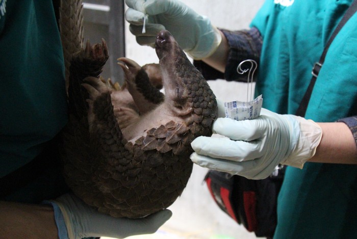 Amostra é coletada de pangolim por especialistas da Wildlife Conservation Society (WCS) no Vietnã  (Foto: WCS Viet Nam)