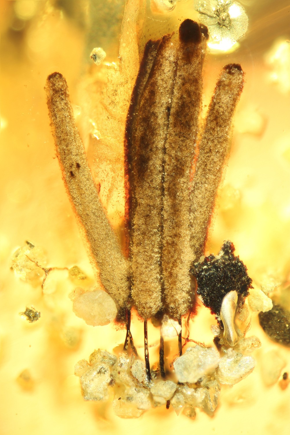 Ser vivo é um protozoário ameboide que pertence ao intrafilo Mycetozoa — sua aparência é similar a do musgo, por exemplo (Foto: Scientific Reports)
