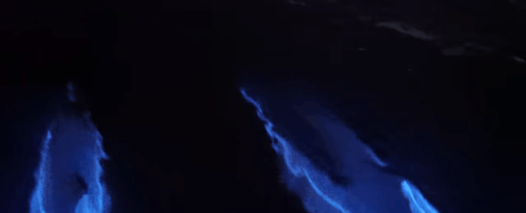 Imagens surreais mostram golfinhos "brilhantes" nadando no mar (Foto: Reprodução)