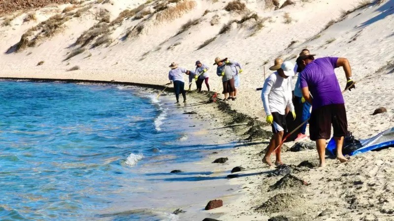 Dezenas de pessoas participam dos trabalhos de limpeza nas praias do Parque Balandra, que as autoridades não informaram quando terminarão (Foto: Cortesia do governo da Baixa Califórnia do Sul via BBC News)