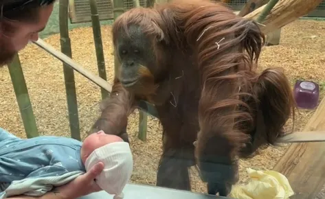 Orangotango curiosa pede para ver recém-nascido em zoo dos EUA e vídeo viraliza; assista 