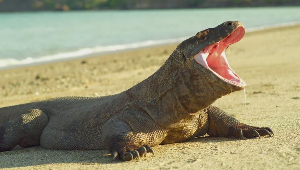 'Domingão Aventura' mostra imagens raras de dragões-de-komodo lutando e