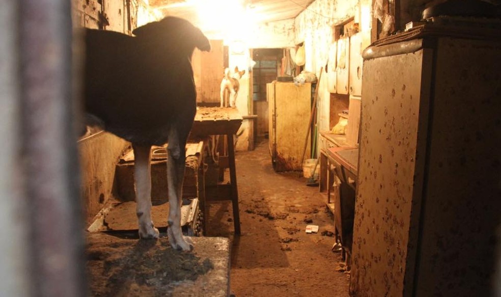 Segundo o GPA, alguns ainda cães não viram a luz do dia (Foto: Divulgação/GPA)