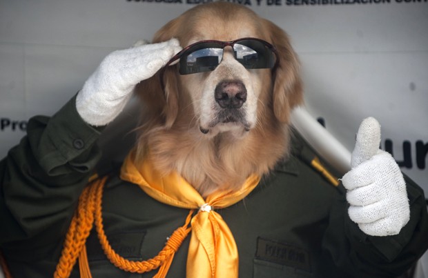 De óculos escuros, cão bate continência durante evento realizado na Colômbia (Foto: Raul Arboleda/AFP)