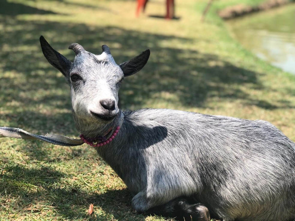 A cabra 'Karabina' foi adotada pela veterinária Anna Beatriz em janeiro deste ano — Foto: Arquivo Pessoal