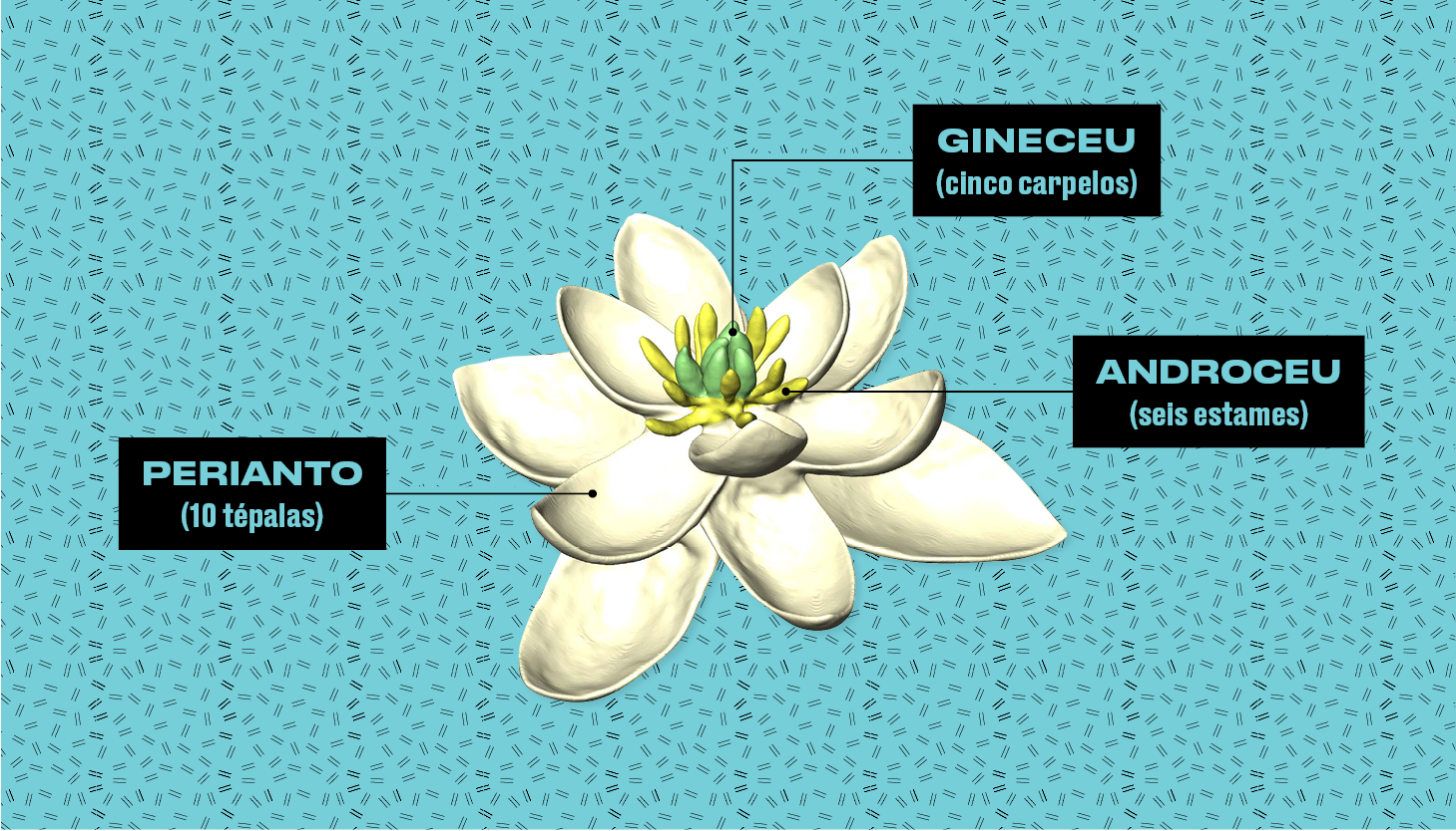 FONTE: THE ANCESTRAL FLOWER OF ANGIOSPERMS AND ITS EARLY DIVERSIFICATION (Foto: Arte Galileu)