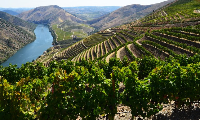 Guia dos Vinhedos de Portugal Top de Portugal Porto Douro Dão Vinhos verdes  Alentejo Vinho Madeira © Top de Portugal
