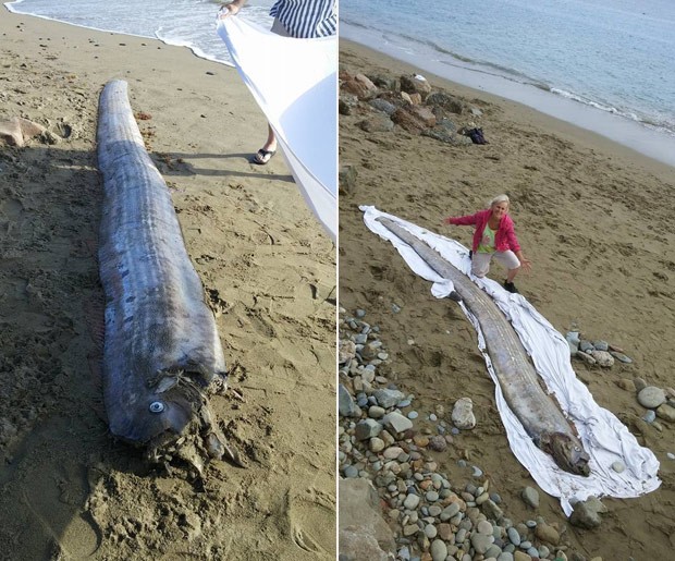 Peixe-remo de 4,3 metros foi encontrado em praia nos EUA (Foto: Reprodução/Facebook/Mountain and Sea Educational Adventures)