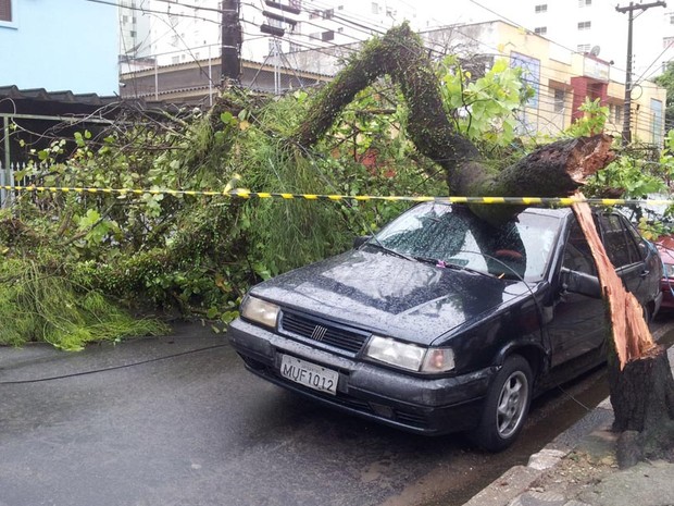Uma árvore caiu em cima de um carro na Rua José Bonifácio, em São Vicente (Foto: Mariane Rossi/G1)