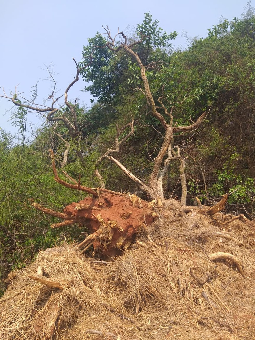 Sitiante foi multado pelo corte de 54 árvores nativas em Martinópolis — Foto: Polícia Militar Ambiental