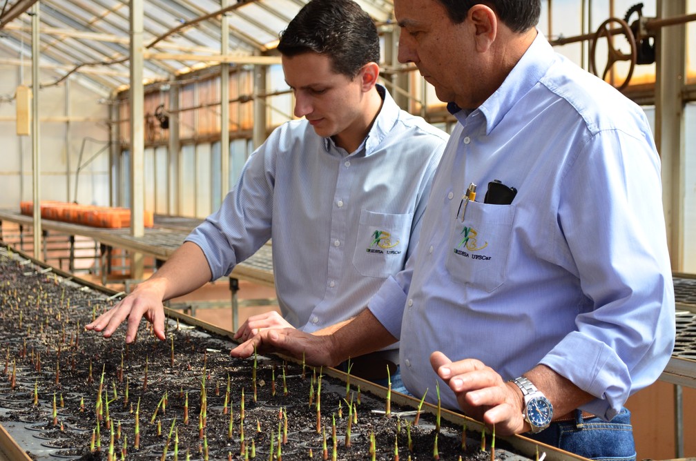 O engenheiro agrônomo Danilo Cursi e o coordenador da Ridesa, Hernann Paulo Hoffmann no viveiro do PMGCA — Foto: Raquel Baes/G1