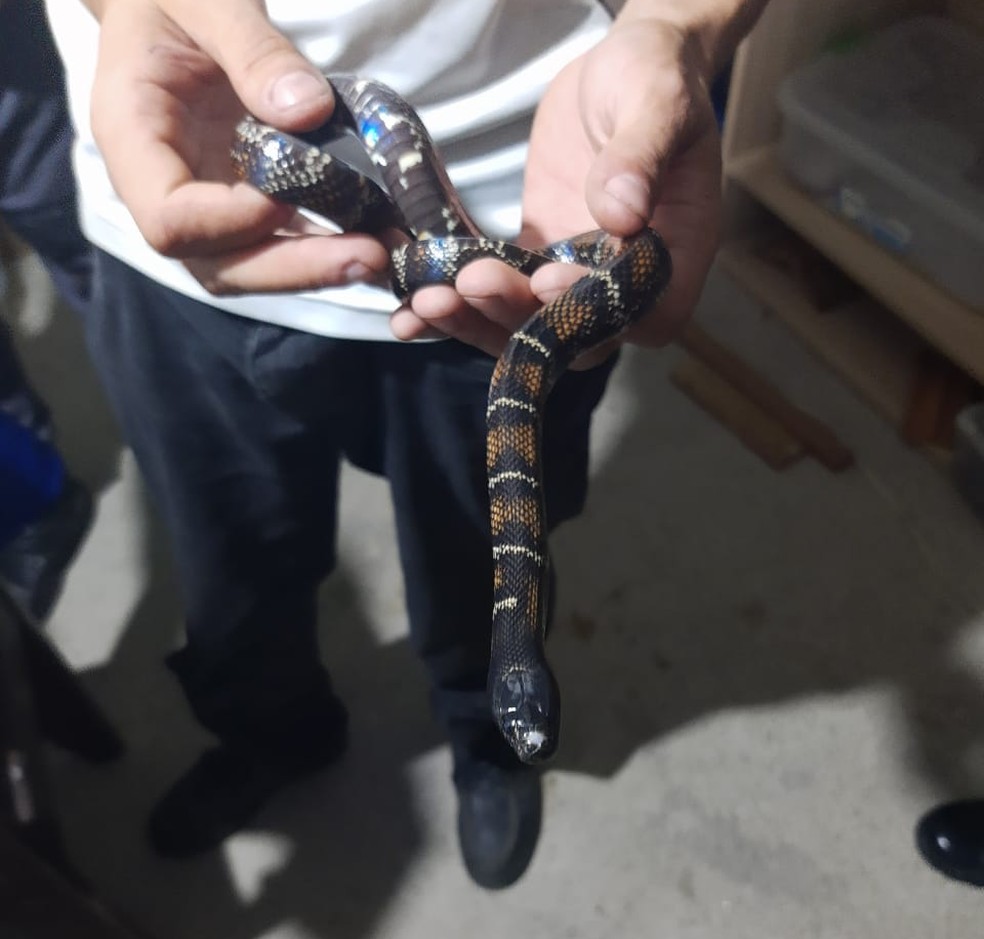 Homem &eacute; preso por manter cobras, lagartos e tartarugas sem autoriza&ccedil;&atilde;o em Pindamonhangaba &mdash; Foto: Pol&iacute;cia Militar/Divulga&ccedil;&atilde;o