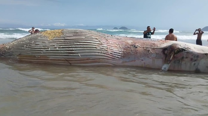 Baleia E Encontrada Morta Em Praia De Guaruja Sp Santos E Regiao G1