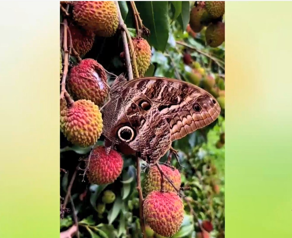 Doçura da lichia atrai abelhas e borboletas. — Foto: Reprodução/TV Gazeta