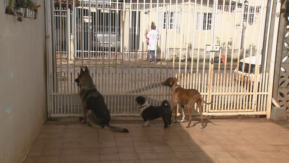 Aplicativo Para Cachorro Parar De Latir Justica Condena Donos De Cachorros A Esconder Animais E Pagar R