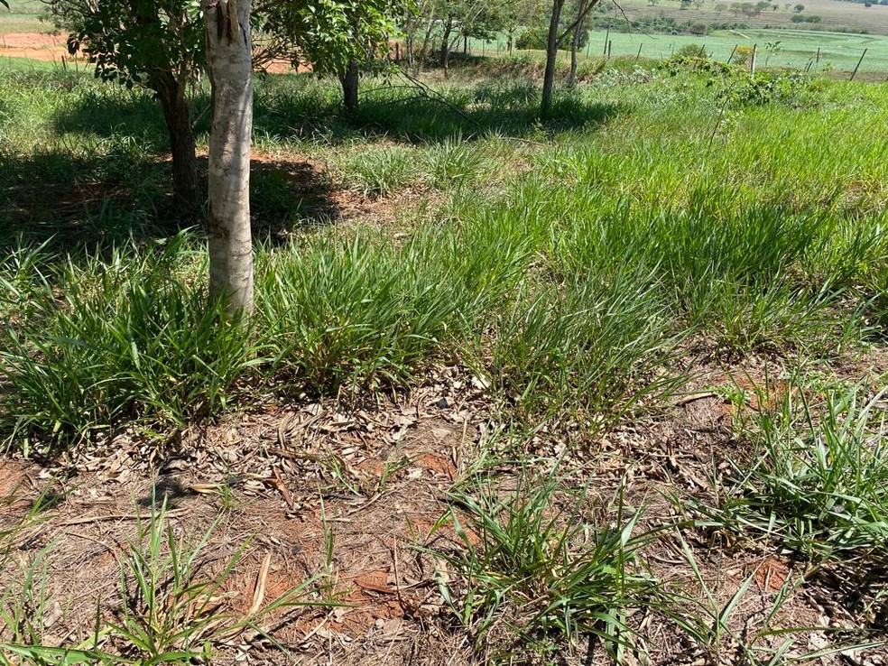 Bebê foi abandonada em área de pastagem em Emilianópolis (SP) — Foto: Bill Paschoalotto/TV Fronteira