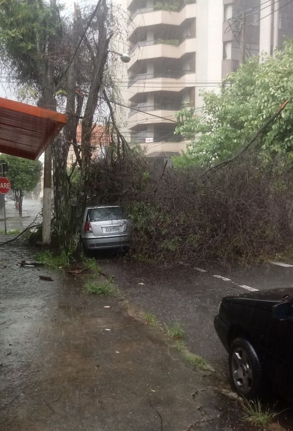 Árvore caída após temporal em Volta Redonda (Foto: Lucas Linhares/Arquivo Pessoal)