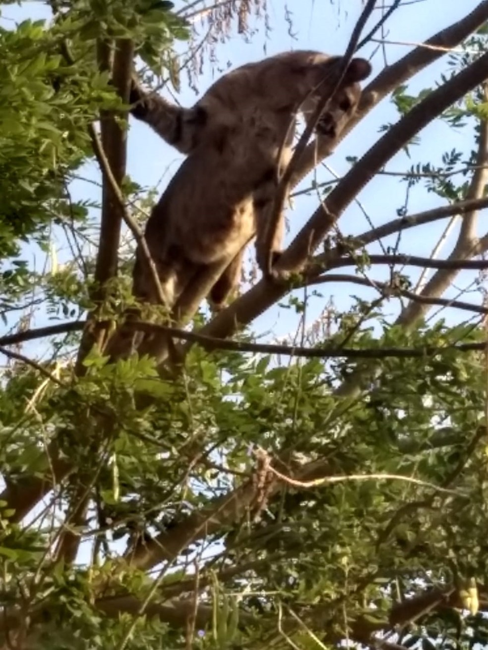 Onça chegou a ficar em cima de uma árvore — Foto: Divulgação/Polícia Ambiental