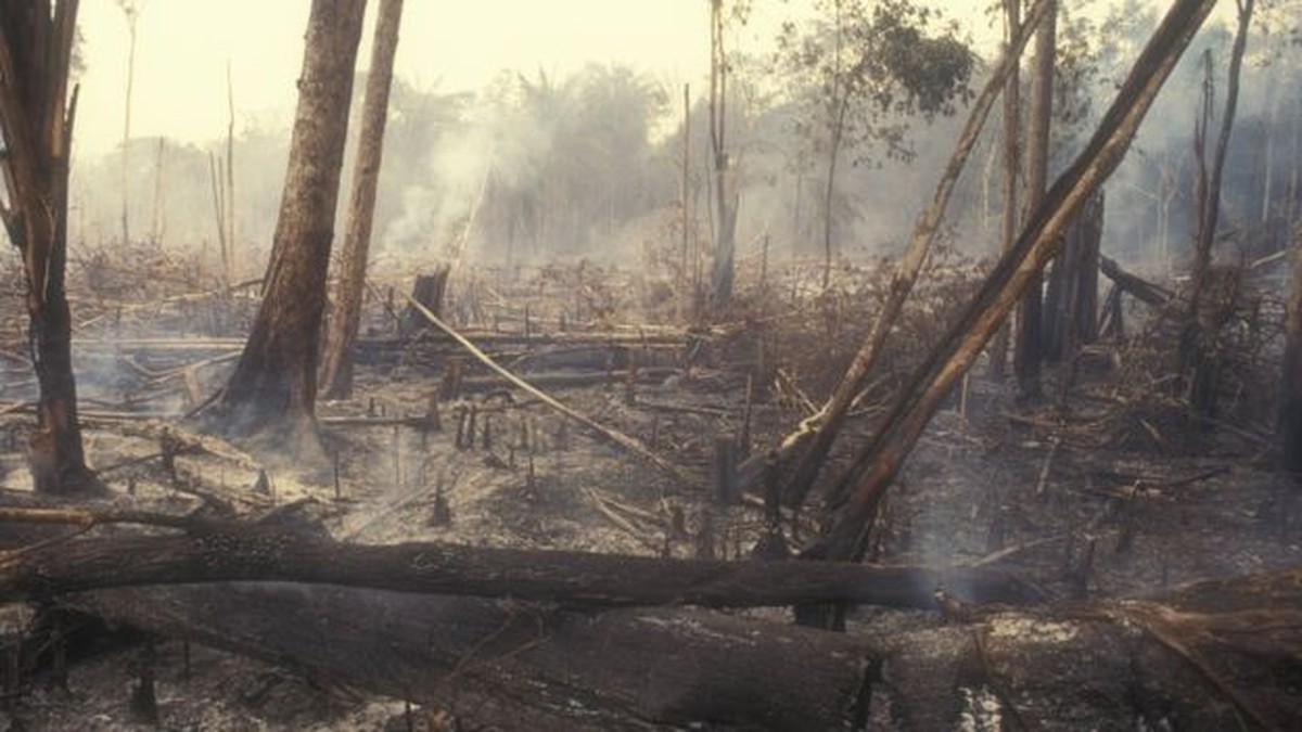 Desmatamento Na Amazônia Pode Aumentar Em 2020 Diz Mapbiomas Natureza G1 1305