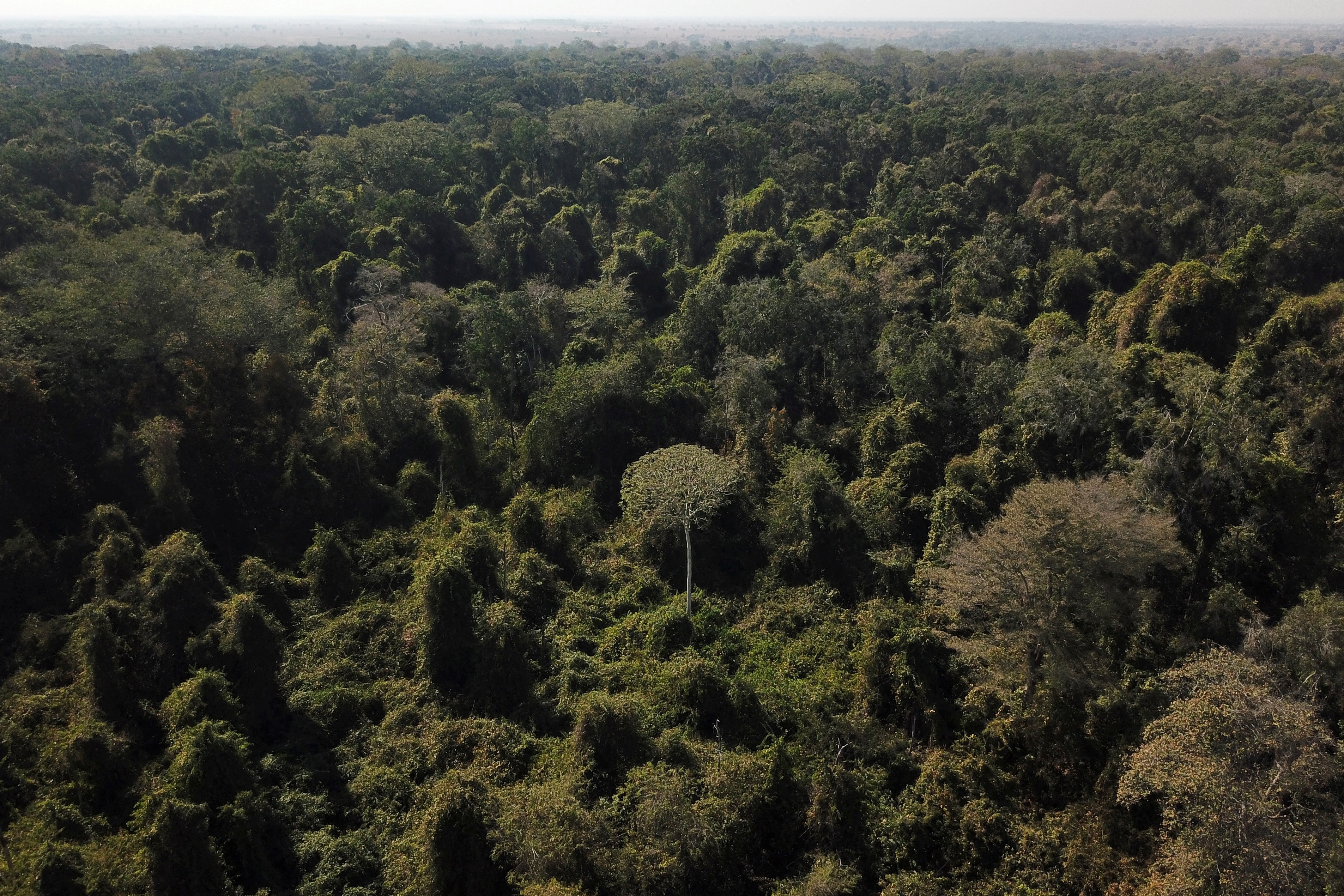 Vista aérea de área da fronteira do Cerrado com a Floresta Amazônica (Foto: REUTERS/Amanda Perobelli)