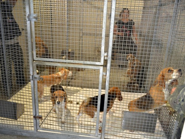 Cerca de 180 cães foram libertados pelos ativistas (Foto: Divulgação/São Roque Notícias)