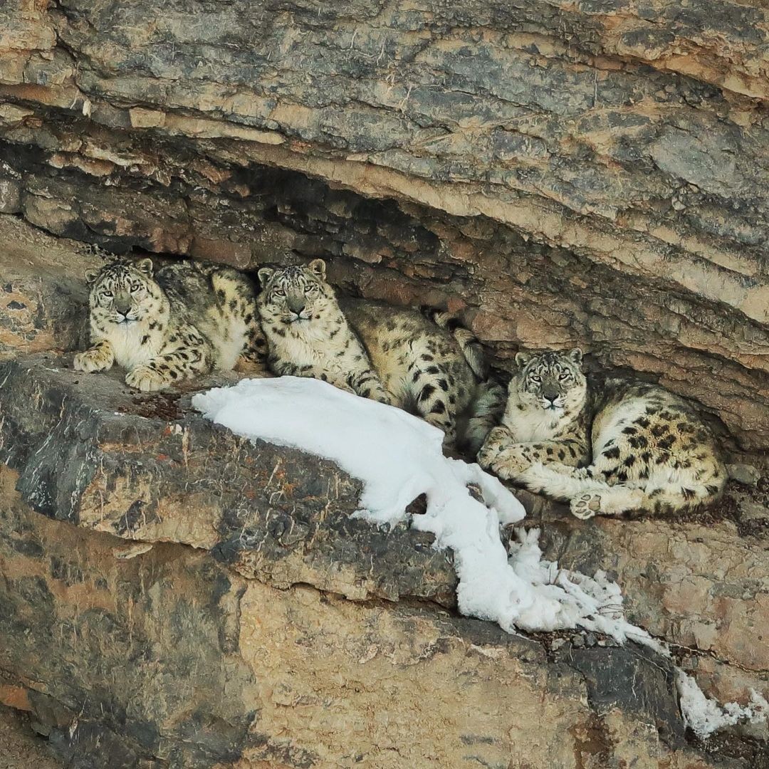 Imagens raras de leopardos-das-neves feitas pelo fotógrafo Saurabh Desai (Foto: reprodução instagram)