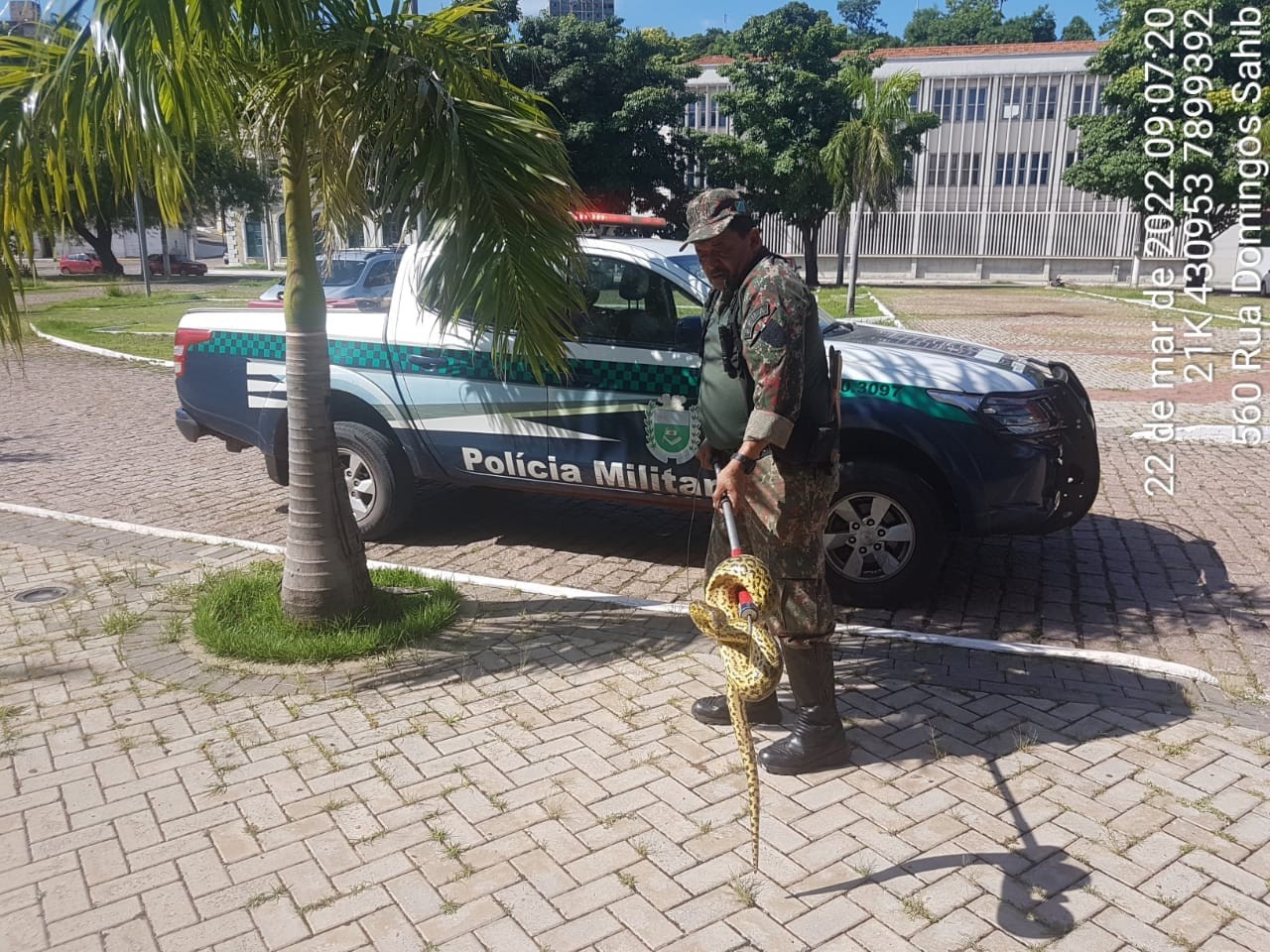 Sucuri filhote de 2 metros é capturada em Centro de Convenções do Pantanal; animal foi solto no rio Paraguai 