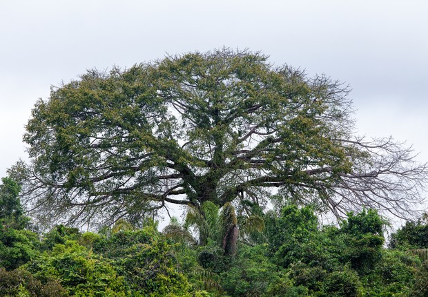 Sustentabilidade com o Google: ajudando a preservar a Amazônia e a