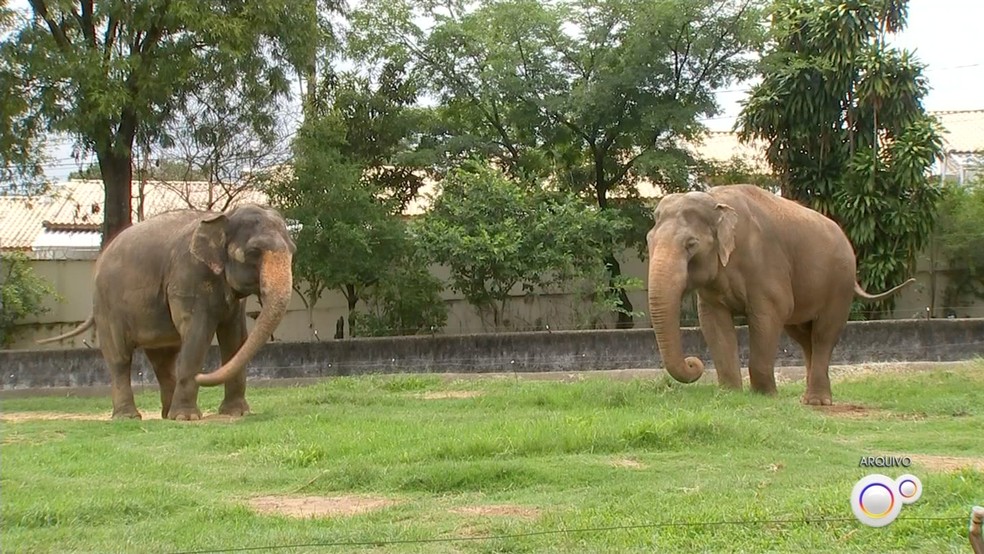 Sandro e Haisa no zoo de Sorocaba (SP) — Foto: Reprodução/TV TEM