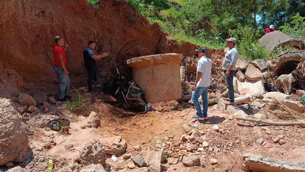 Vaca estava agitada e, por isso, dificultou o trabalho de resgate — Foto: Prefeitura de Tupã/Divulgação