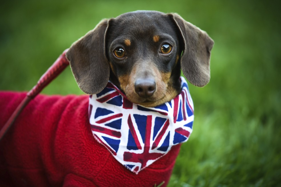 Cachorro usa bandana com a bandeira do Reino Unido, em Windsor, em foto de 2018 — Foto: Peter Summers/PA via AP