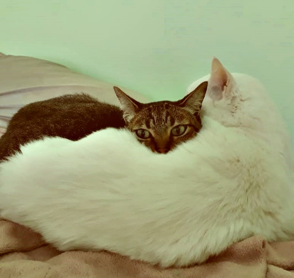 Especialista esclarece sobre doenças renais em gatos — Foto: Reynaldo Dias Landgraf Junior/Arquivo Pessoal