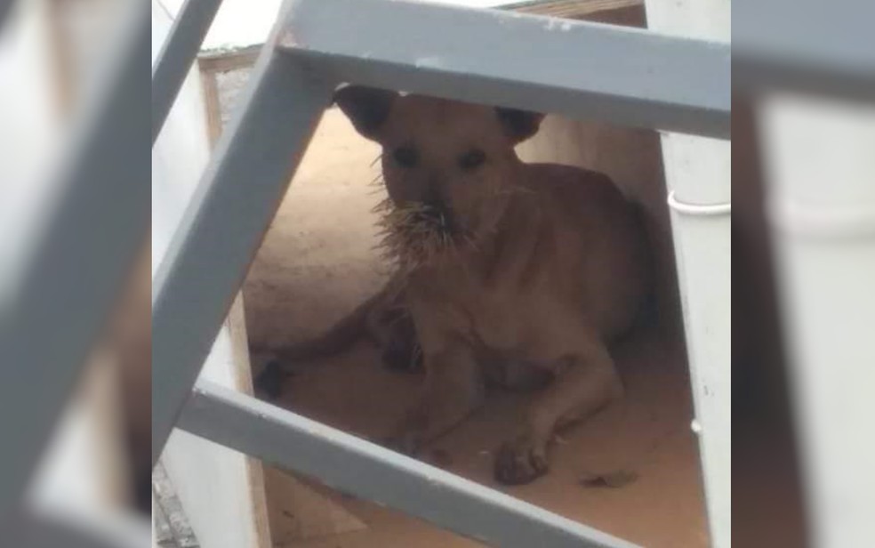Um dos cães com espinhos no focinho — Foto: Selimar Silva/Divulgação