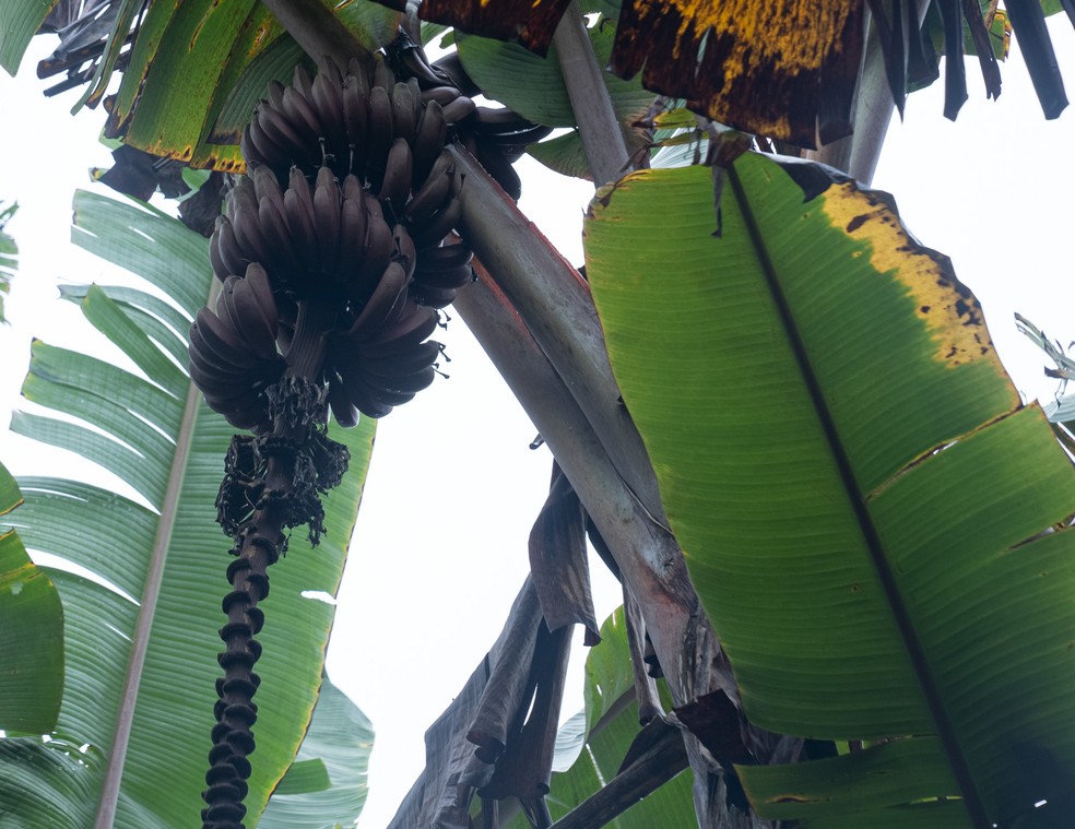 Banana roxa — Foto: Marcelo Brandt / g1